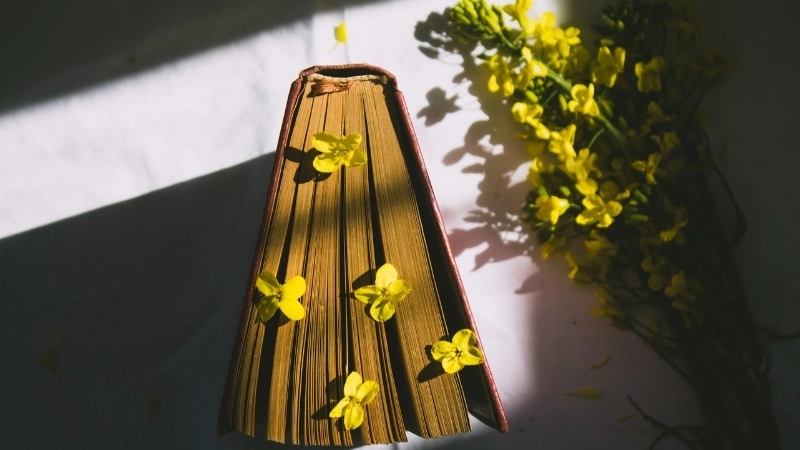 Một cánh đồng hoa cải vàng rực rỡ trong nắng