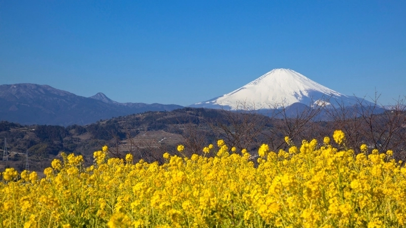Nét hoang sơ của hoa cải Hà Giang trên cao nguyên đá