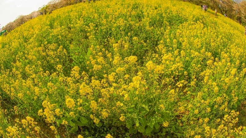 Lựa chọn hạt giống hoa cải vàng cho một mùa hoa rực rỡ