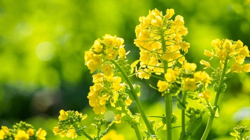 Kinh nghiệm du lịch mùa hoa cải không thể bỏ lỡ