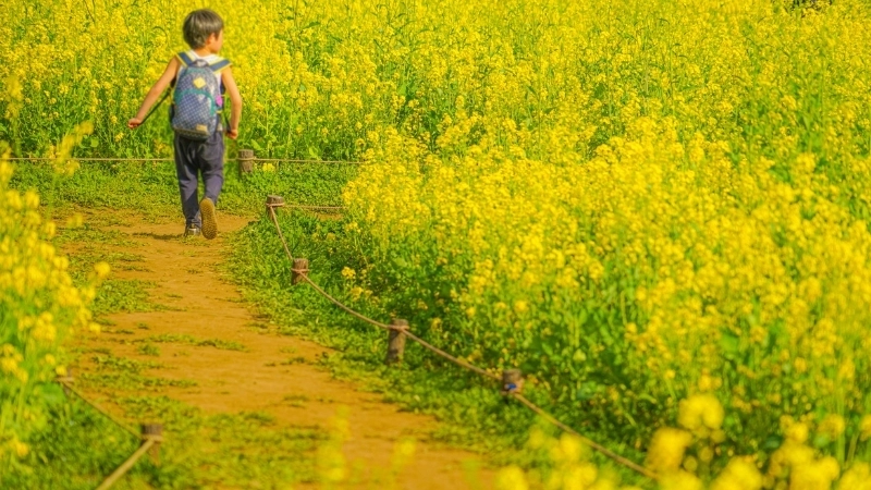 Hoa cải vàng khoe sắc dưới ánh nắng dịu nhẹ