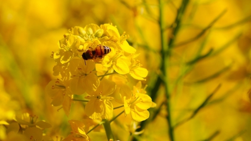 Vẻ đẹp hùng vĩ của tranh phong cảnh quê hương đất nước