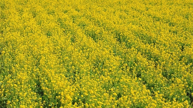 Một cánh đồng hoa cải vàng trải dài bạt ngàn