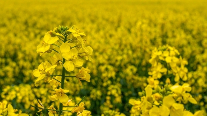 Vẻ đẹp nao lòng của mùa hoa cải Mộc Châu