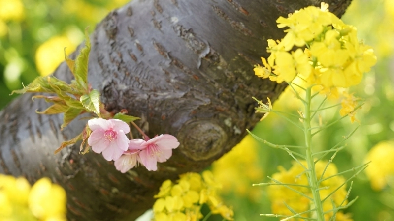 Khám phá ý nghĩa hoa cải vàng trong tình yêu và cuộc sống