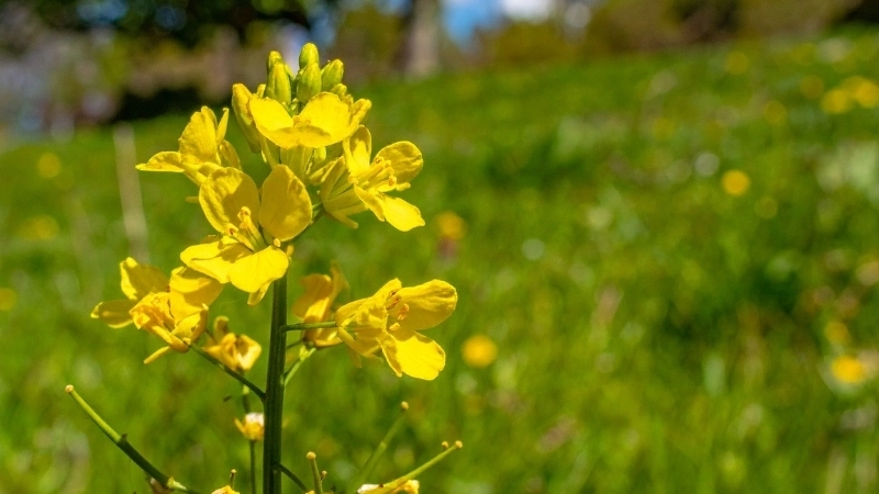 Check-in mùa hoa cải vàng tại thung lũng Bắc Sơn