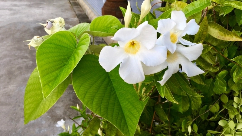 Loại đất trồng cây cát đằng tốt nhất