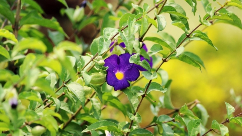 Sử dụng phân bón cho hoa cát đằng đúng cách