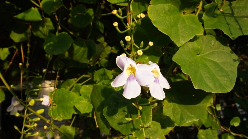 Giải đáp: cây cát đằng có dễ trồng không