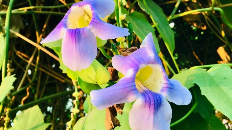 Cận cảnh rễ cây hoa cát đằng phát triển