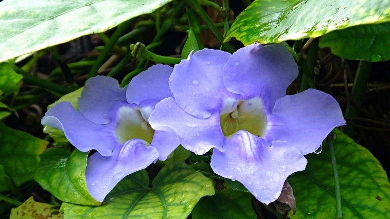 Vẻ đẹp nao lòng của hoa cát đằng màu tím