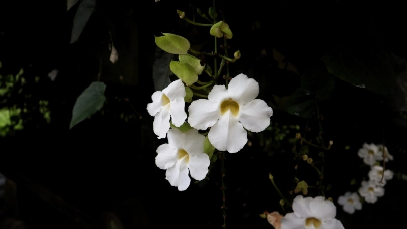 Cách trị rệp cho hoa cát đằng hiệu quả