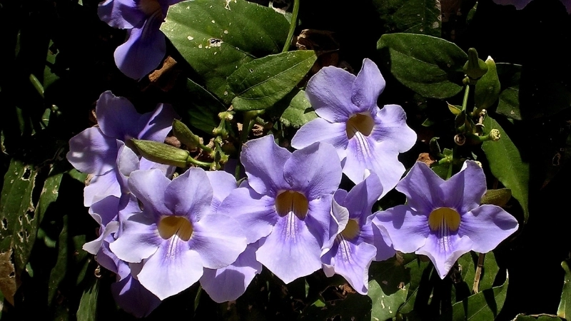 Sự tích hoa cát đằng và câu chuyện tình yêu