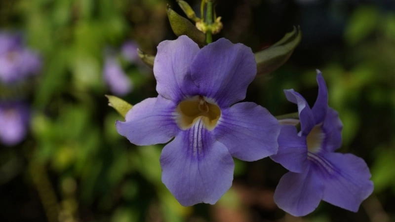 Giàn hoa cát đằng leo xanh mát trước nhà