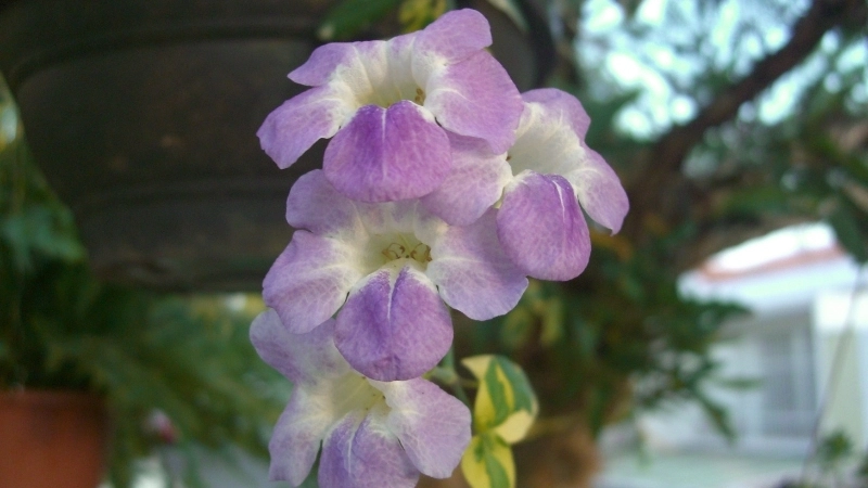 Vẻ đẹp tinh khôi của hoa cát đằng màu trắng