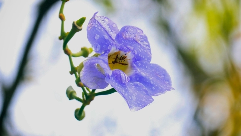 Hoa cát đằng ra hoa vào tháng mấy trong năm