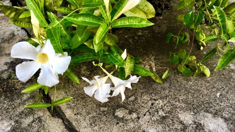 Kỹ thuật giâm cành hoa cát đằng đơn giản tại nhà