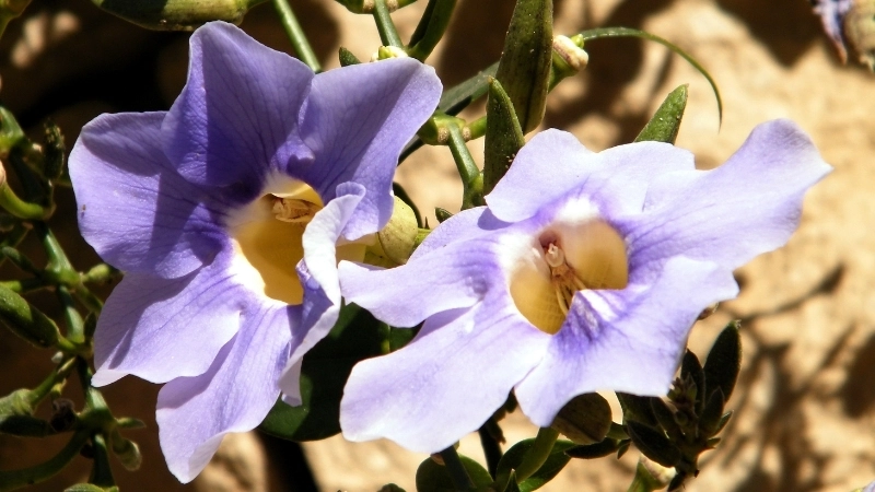 Ý tưởng làm giàn cho hoa cát đằng siêu đẹp