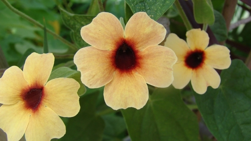 Cách chăm sóc hoa cát đằng để cây sai hoa