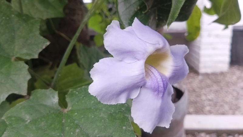 Hoa cát đằng hợp mệnh gì để mang lại may mắn