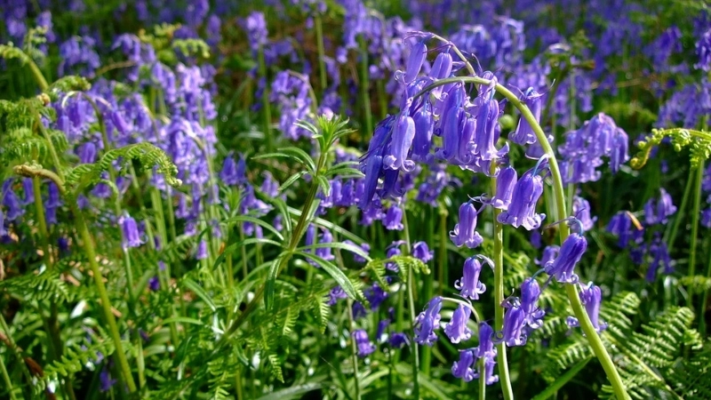 Khám phá các loại hoa chuông