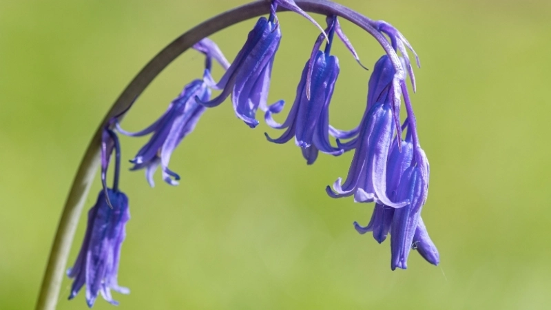 Vẻ đẹp tinh khôi của hoa chuông trắng