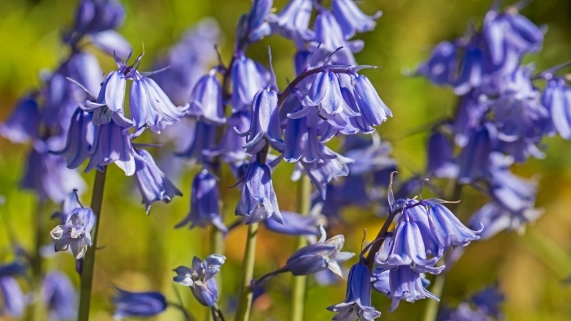 Vẻ đẹp của hoa chuông xanh