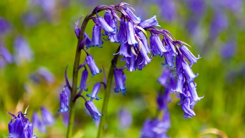 Hình ảnh hoa chuông xanh trong sương sớm