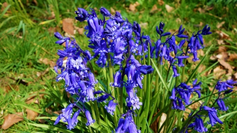 Tìm hiểu cách trồng hoa chuông xanh