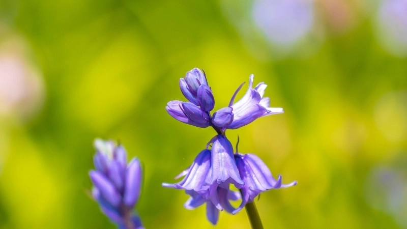 Sắc đẹp của hoa chuông xanh bên cạnh chú ong nhỏ