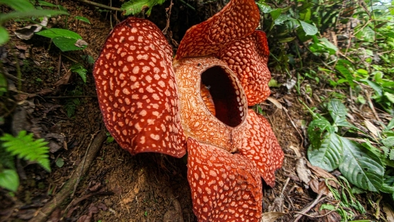 Bộ sưu tập hình ảnh Hoa Đại Vương hiếm có