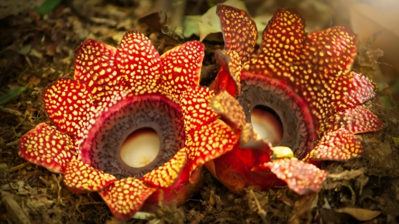 Giải đáp thắc mắc hoa Rafflesia có mùi gì