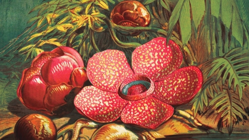 Các giai đoạn trong vòng đời Hoa Đại Vương