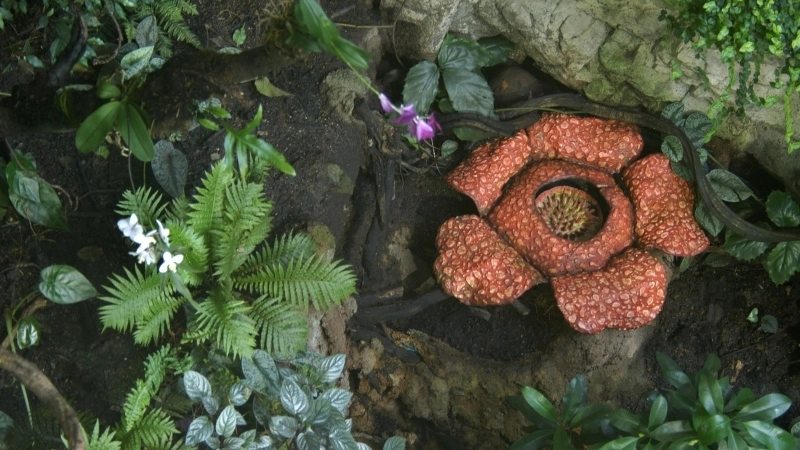 Cách thức hoạt động của một cây ký sinh