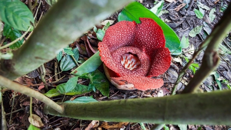 Thông tin về Hoa Đại Vương ở Việt Nam