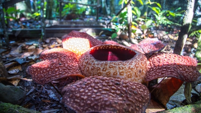 Cận cảnh kích thước khổng lồ của bông hoa lớn nhất thế giới