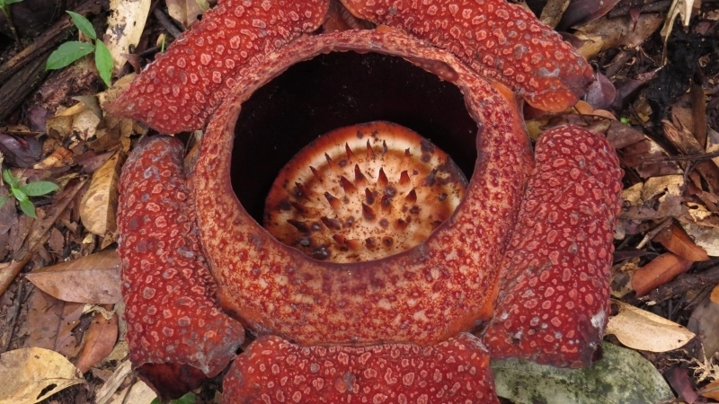 Côn trùng bị thu hút bởi hoa xác thối