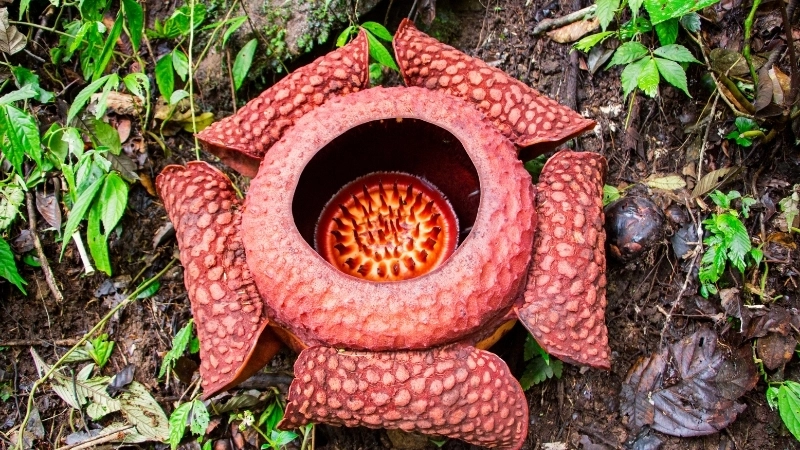 Ý nghĩa Hoa Đại Vương trong hệ sinh thái