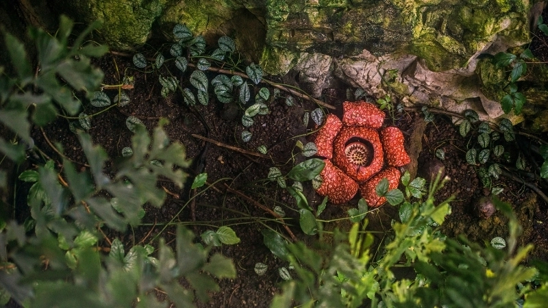 Vẻ đẹp độc đáo qua hình ảnh Hoa Đại Vương