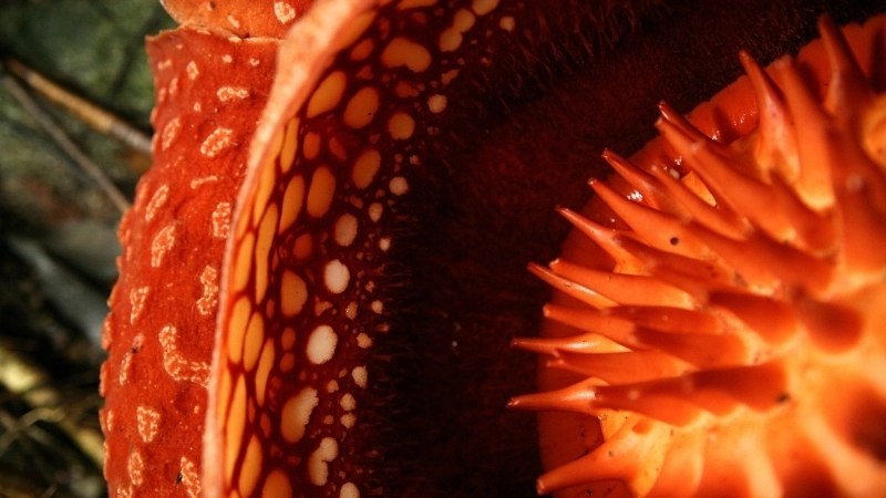 Cận cảnh loài hoa Rafflesia Arnoldii