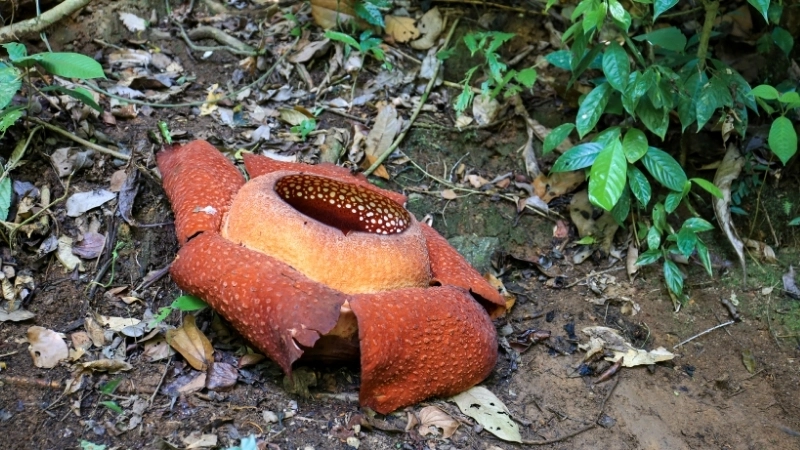 Kích thước của bông hoa lớn nhất thế giới