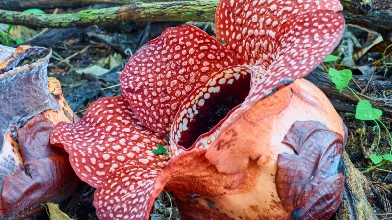 Mùi hương đặc trưng của hoa xác thối