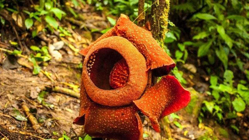 Khám phá xem Hoa Đại Vương ở đâu