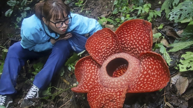 Tìm hiểu ý nghĩa Hoa Đại Vương trong tự nhiên