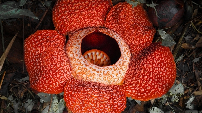 So sánh kích thước bông hoa lớn nhất thế giới