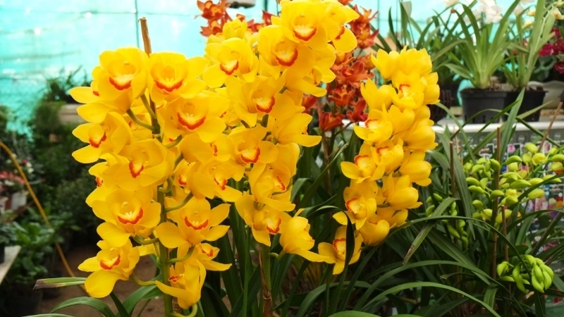 Ghi nhớ cách chăm sóc hoa địa lan hàng ngày