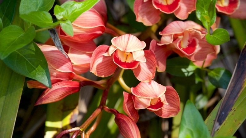 Bộ sưu tập hình ảnh hoa địa lan đẹp mê mẩn