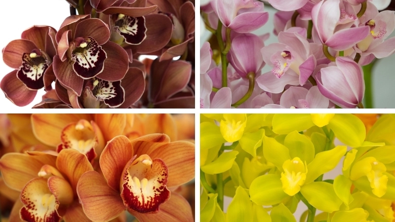 Nhận biết các loại hoa địa lan phổ biến
