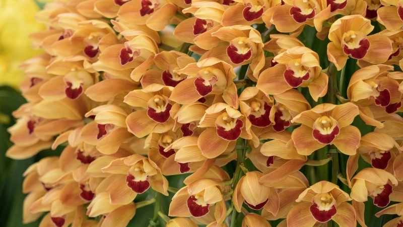 Kỹ thuật cách kích cho địa lan ra hoa đúng hẹn