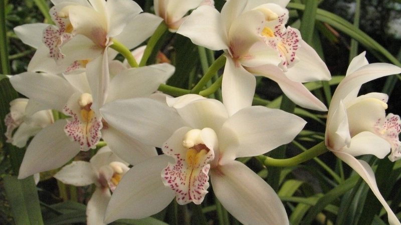 Địa chỉ mua bán hoa địa lan uy tín